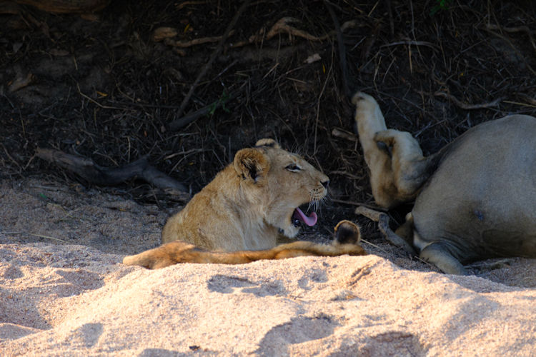 Best time to visit Kruger Game Reserves with seasonal landscapes.