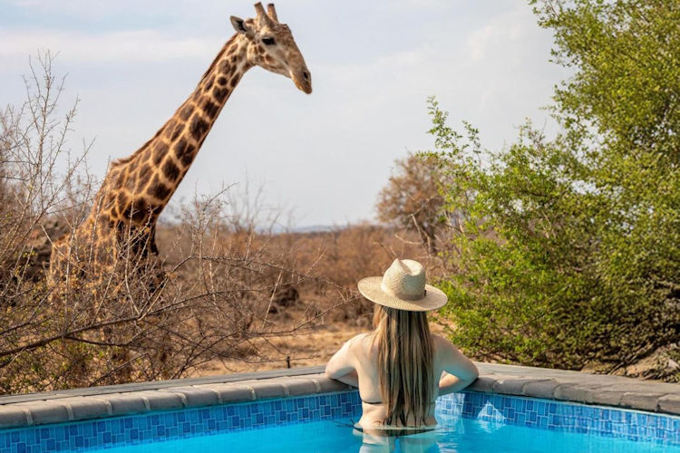 An infinity pool at a luxurious safari lodge offers a breathtaking view of the vast African wilderness, dotted with leadwood and tamboti trees, as the sun sets on the horizon. This intimate setting provides guests with a perfect place to relax and unwind while experiencing the beauty of the Madikwe Game Reserve.