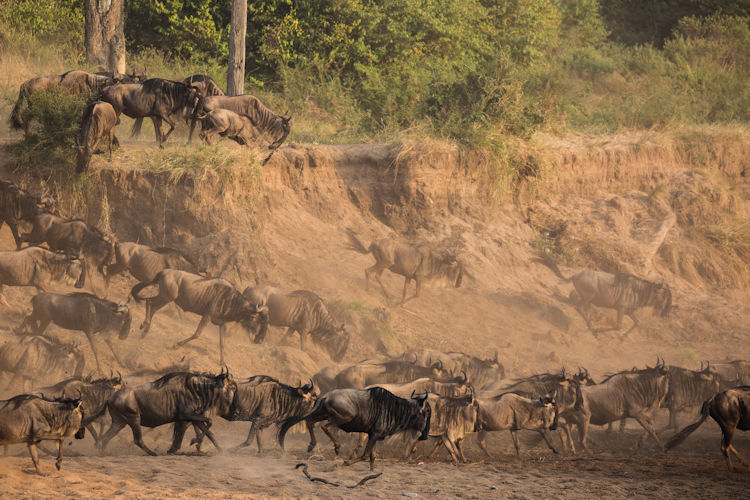 A large herd of wildebeest is crossing the Mara River, creating splashes in the water as crocodiles lurk nearby, showcasing the dramatic scene of the great wildebeest migration in the Maasai Mara National Reserve. This captivating moment highlights the abundant wildlife and the thrilling experiences that safari goers can witness in East Africa.