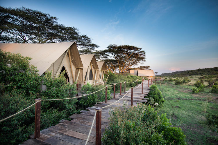 A luxury tented safari camp is nestled among acacia trees, offering stunning views of the African grasslands in the Maasai Mara National Reserve. The canvas tents provide an ideal base for safari goers to experience the abundant wildlife and participate in activities like walking safaris and night game drives.