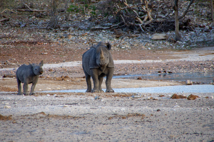 Wildlife Etosha National Park Big Five elephants lions leopards black white rhino 114 mammal species Namibia
