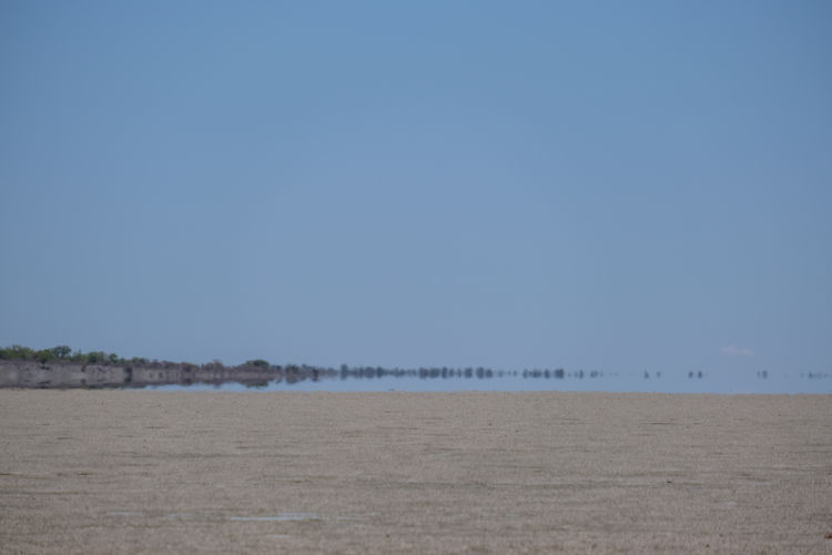 Etosha Pan 4800km² salt flat shimmering rainy season flamingos lilac-breasted roller Fischer's Pan Namibia