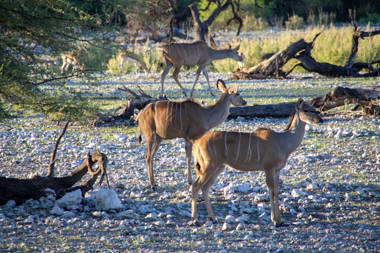 Etosha National Park stunning landscapes Phantom Forest Moringa trees starry skies astrophotography Namibia