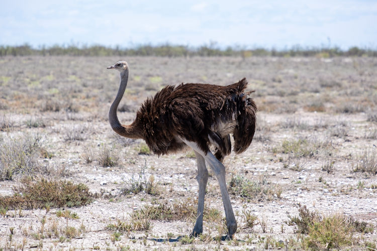Birdwatcher paradise Etosha 340 bird species flamingos kori bustard Fischer's Pan rainy season Namibia