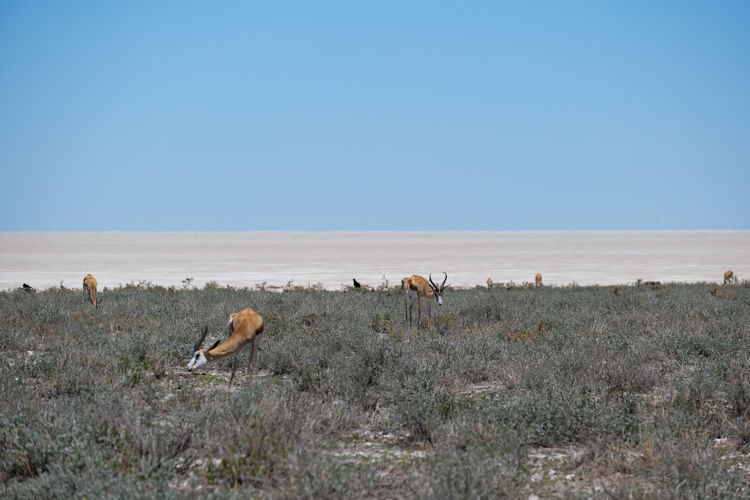 Etosha National Park 22000km² salt pan elephants rhinos lions cheetahs dry season waterholes Namibia