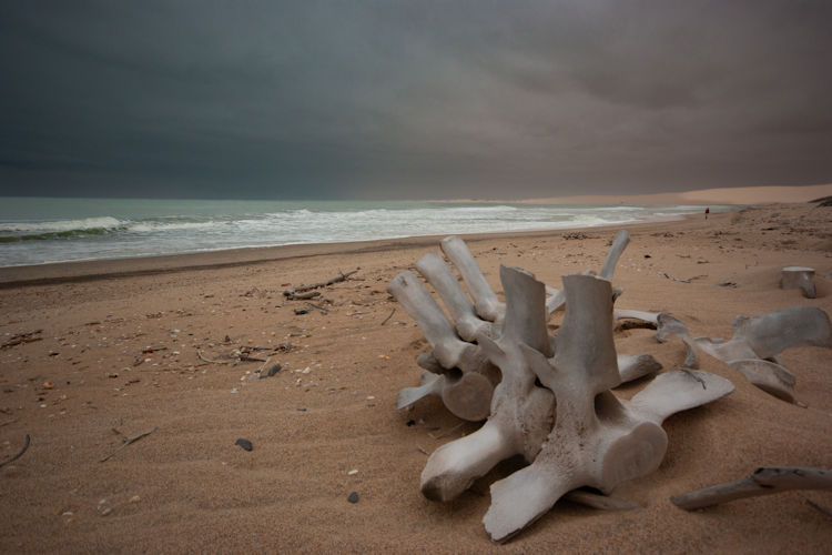 Skeleton Coast National Park shipwrecks fog sand dunes cape fur seals desert-adapted wildlife Namibia