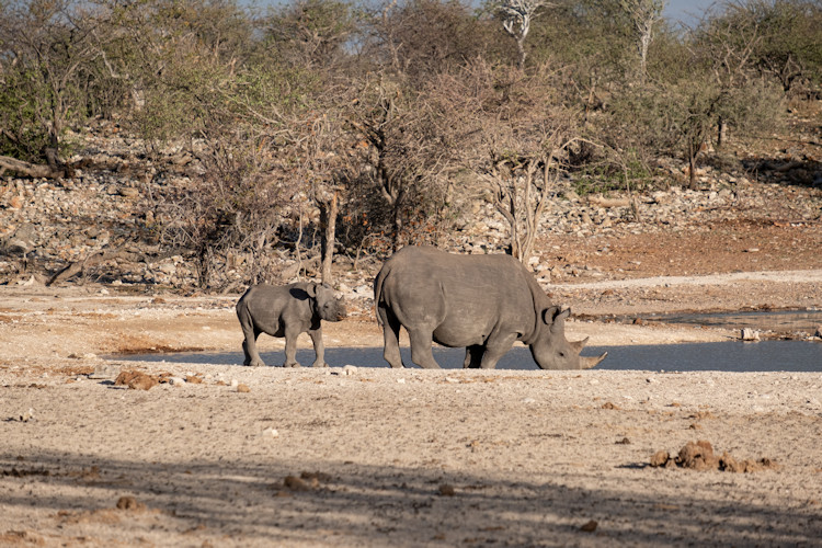 Etosha National Park elephant herd waterhole dry season May October Namibia wildlife viewing