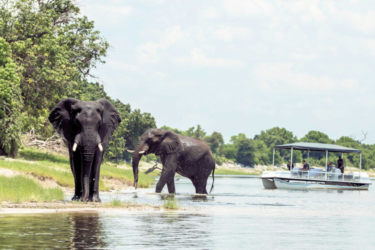Elephant herds roaming freely in Chobe National Park, a prime spot for wildlife photography.