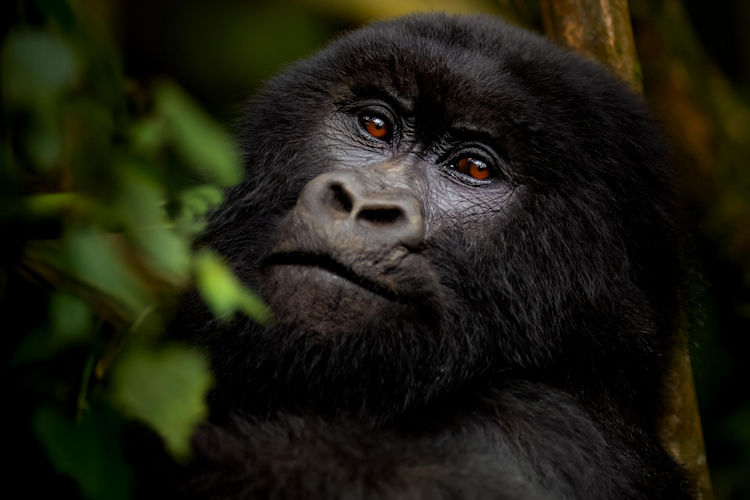 A group of tourists observing mountain gorillas in Volcanoes National Park, a must-visit on the Rwanda travel bucket list.