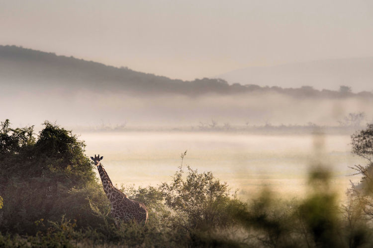 A safari vehicle exploring the wildlife in Akagera National Park, showcasing the beauty of Rwanda's nature.