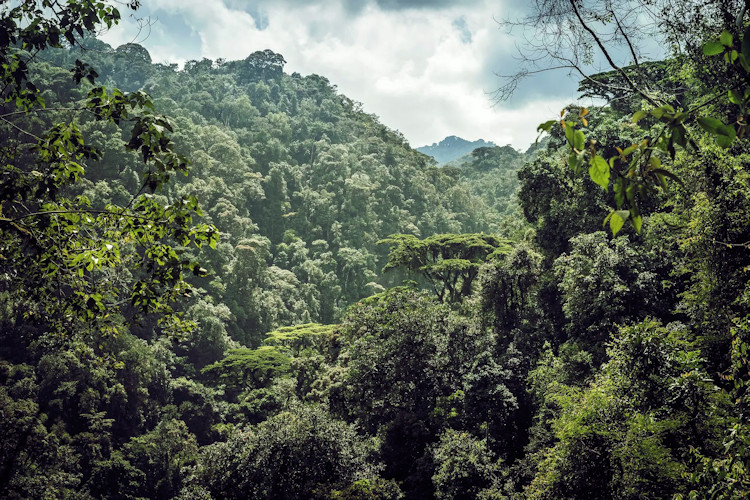 Nyungwe Forest chimpanzee trekking Rwanda canopy walk colobus monkeys dry season June August