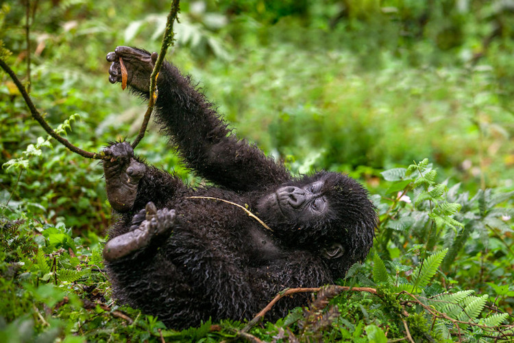 Silverback mountain gorilla close-up Volcanoes National Park Rwanda strength wisdom dominant male