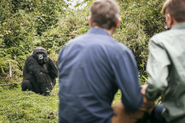 Golden monkeys bamboo forest Volcanoes National Park Rwanda golden monkey tracking activity