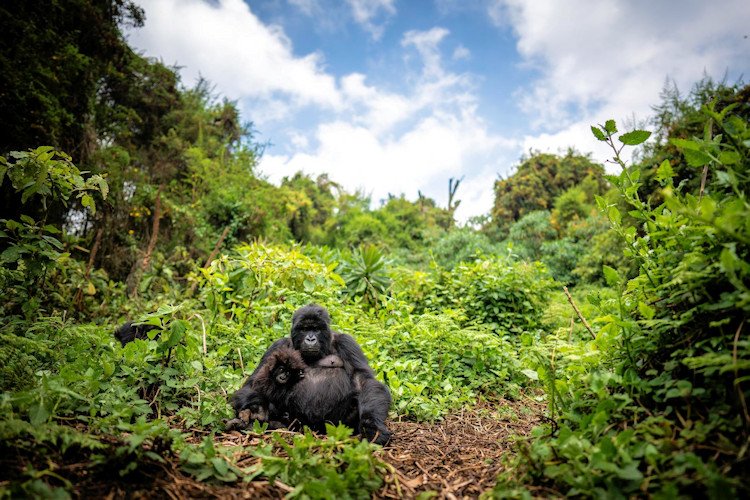 Mountain gorillas Volcanoes National Park Rwanda Virunga Mountains gorilla trekking permit conservation