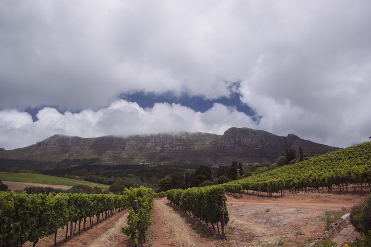 The image depicts rows of lush grape vines extending towards distant mountains under a clear blue sky, capturing the essence of wine tasting in the beautiful Cape Town region of South Africa. This picturesque scene highlights the stunning views that visitors can enjoy while exploring the wine estates nestled in the Western Cape.