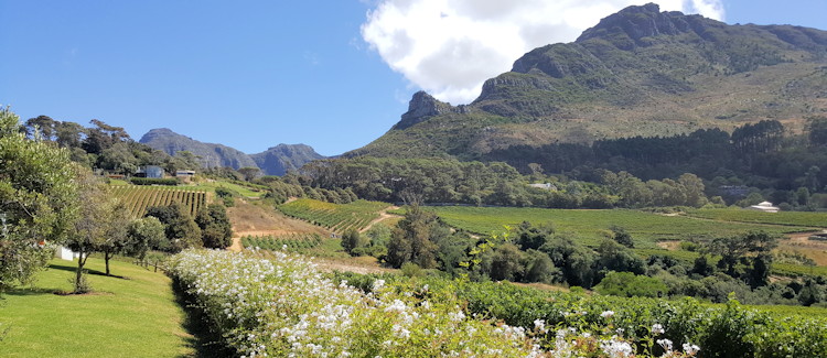 Steenberg Estate Constantia Valley Cape Town Bistro 1682 MCC sculptures light fixture wine tasting outdoor