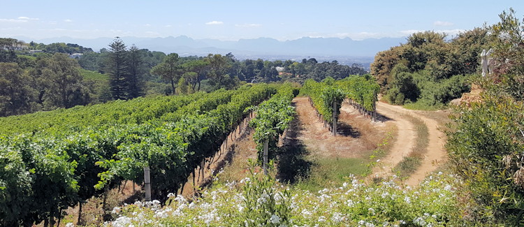 Buitenverwachting Constantia Valley Cape Town charcuterie platters Beyond Restaurant Buiten Blanc Christine