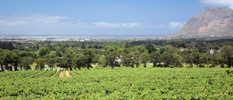 Constantia Winelands Klein Constantia Vin de Constance sweet wine Napoleon 18th century Sauvignon Blanc