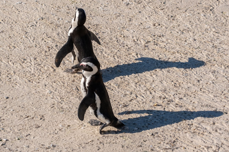 Boulders Beach penguins Cape Peninsula African penguin colony breeding season swimming family Cape Town