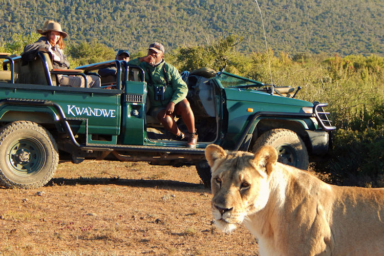 Open safari vehicle stopped beside a lion on a malaria-free Big Five game drive in the Eastern Cape