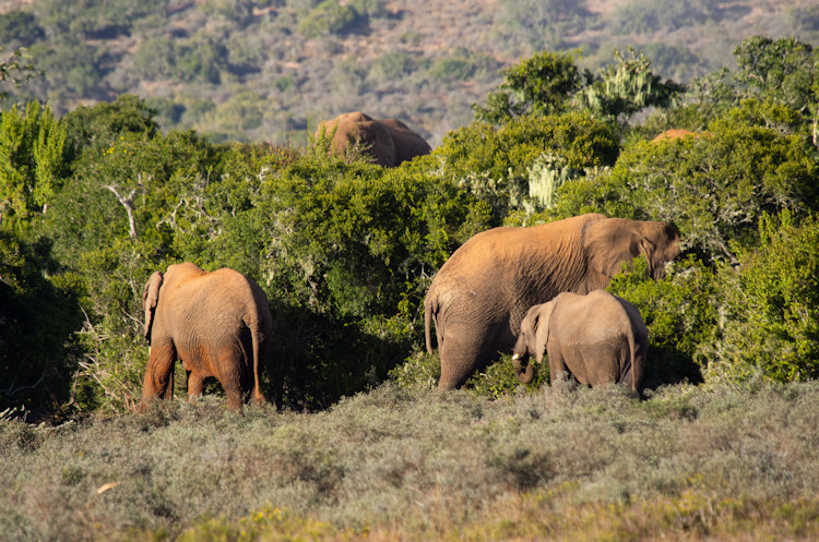 Addo Elephant National Park Eastern Cape 600 elephants Big 5 great white sharks southern right whales