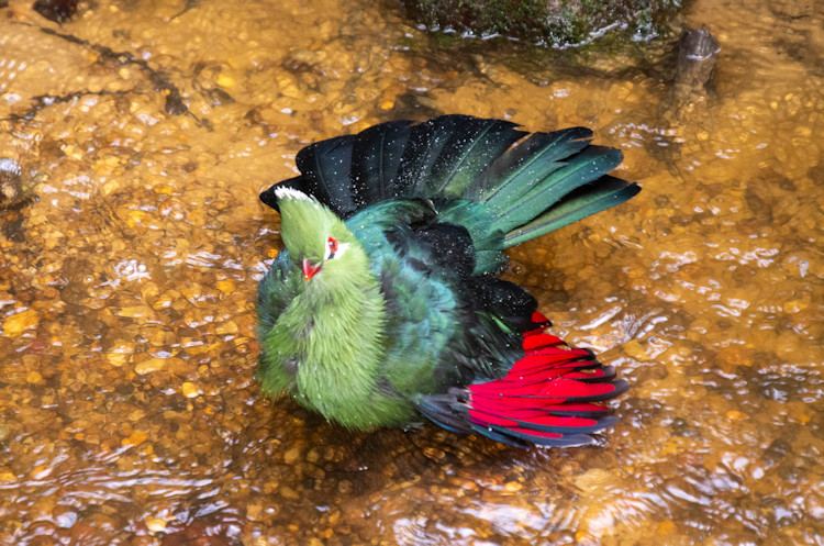Tsitsikamma National Park Garden Route Storms River Suspension Bridge canopy tour kayaking Eastern Cape