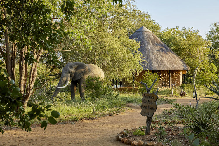 Eco-friendly safari lodge thatched roof Kruger National Park African bushveld solar sustainable wildlife