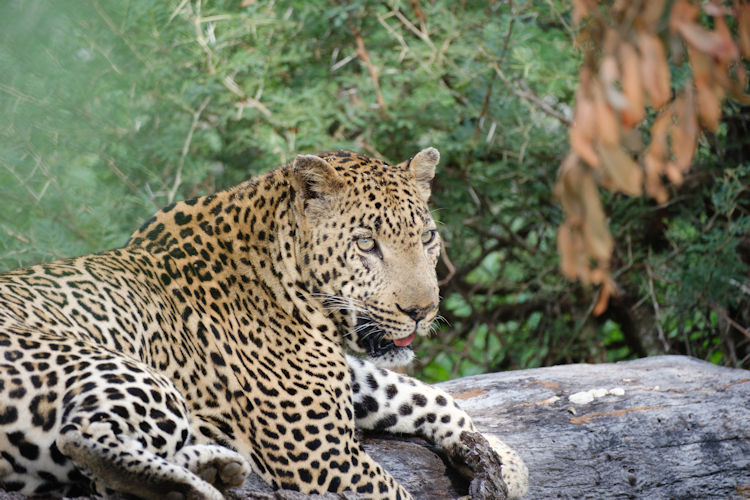 Big Five safari Kruger National Park lion leopard elephant rhino buffalo game drive dry season