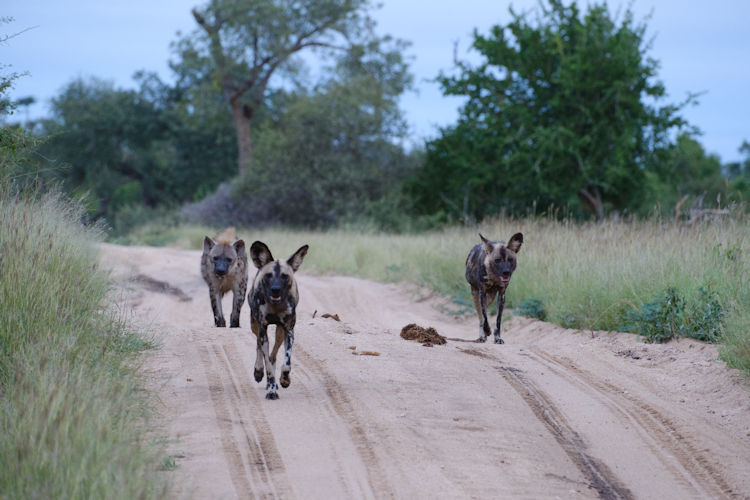 Skukuza Rest Camp Kruger Sabie River visitor centre children's play area restaurant family base