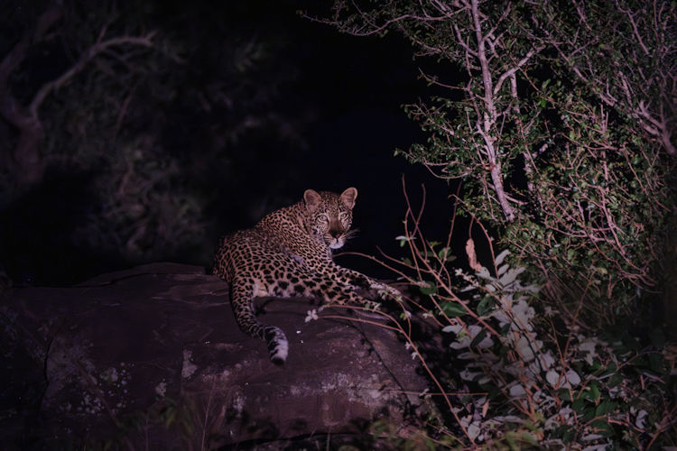 Night game drive Kruger National Park nocturnal wildlife leopard hyena SANparks ranger spotlight