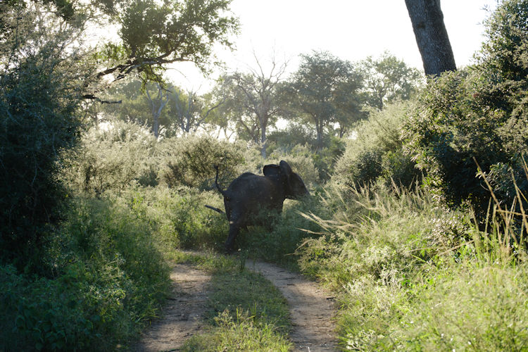 Northern Kruger wilderness Mopani Shingwedzi Punda Maria mopani woodland elephants serene remote