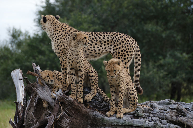 Photographic safari Kruger National Park telephoto lens tripod hide wildlife landscapes