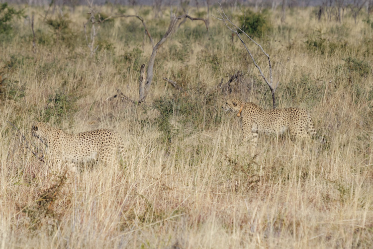 Top lodges Madikwe Game Reserve luxury accommodation waterhole views malaria-free Big Five South Africa
