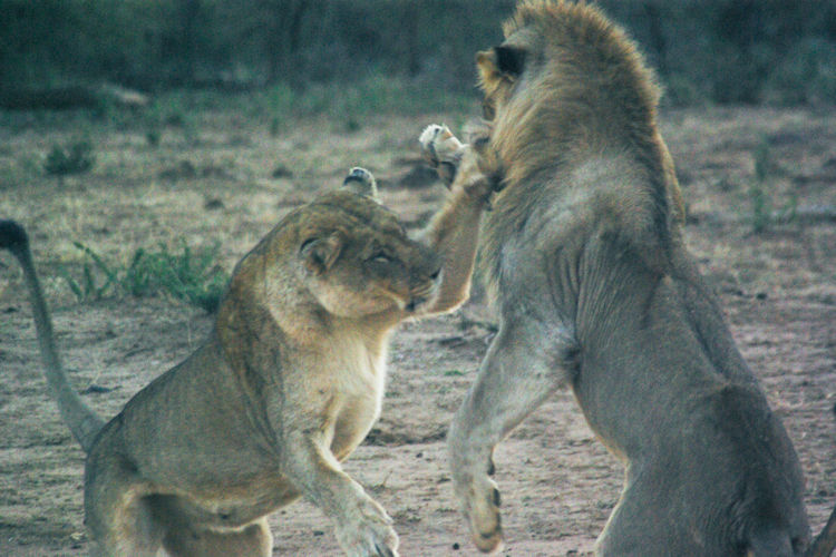 Night safari Madikwe Game Reserve spotlight leopard hyena nocturnal wildlife African bush stars