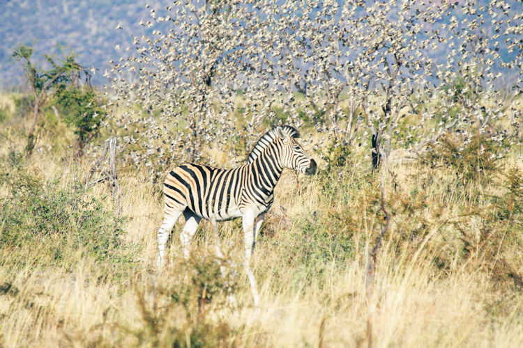 Lunch overlooking wilderness Madikwe private deck African landscape local flavours South African wines
