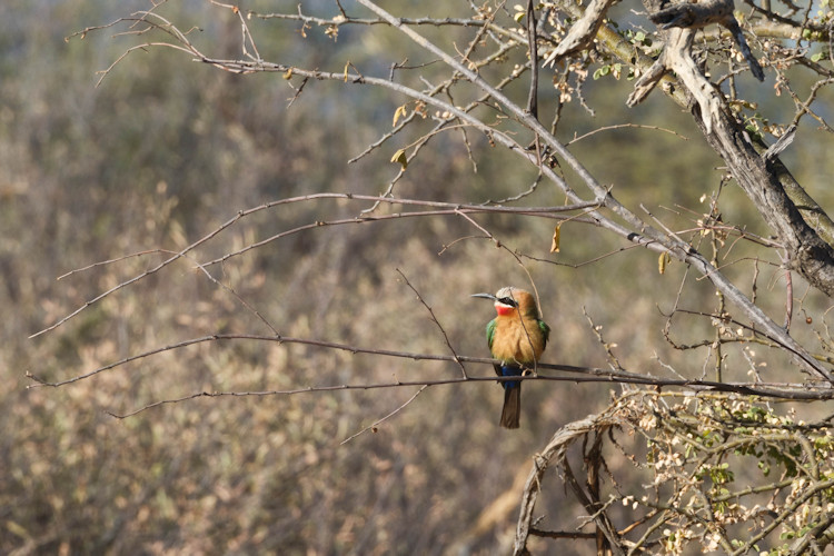 Cape vulture colony Marakele National Park largest world 800 breeding pairs endangered Waterberg