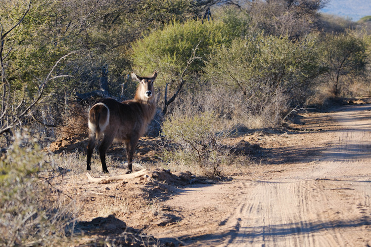 Wildlife diversity Marakele National Park Big Five elephants leopard lion buffalo wild dogs Waterberg