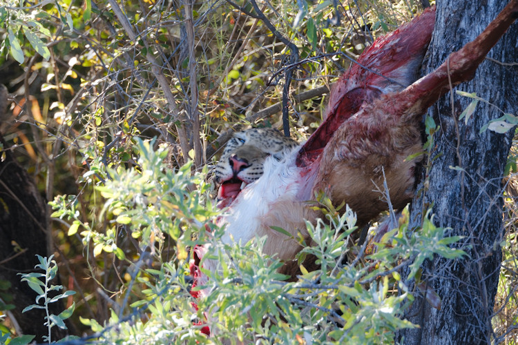 Adventure activities Marakele game drives bush walks 4x4 trails Waterberg Mountains South Africa