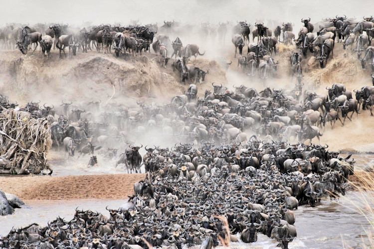 Serengeti National Park Great Migration 1.5 million wildebeest 3000 lions UNESCO World Heritage Tanzania