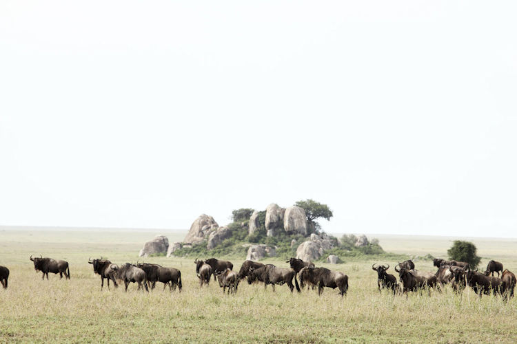 Great Migration Serengeti Tanzania two million wildebeest zebra gazelle Mara River crossing predators