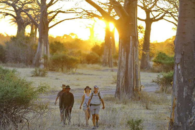 Jabali Ridge Ruaha National Park eco-friendly seasonal operations guided walking safari Tanzania