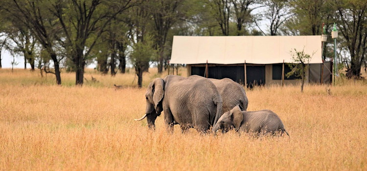 Walk The Great Migration 7 days Kimondo Dunia Camp Wayo Africa Serengeti Tanzania