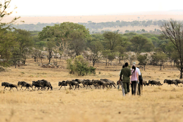 When to visit Serengeti dry season June October Great Migration January February Tanzania