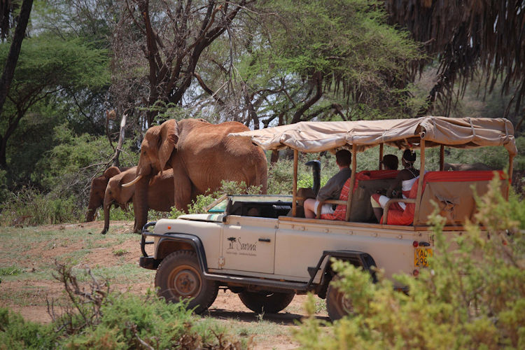 A couple sits on a safari vehicle, enjoying a stunning sunset over the African savannah, framed by acacia trees. This romantic moment captures the essence of a dream honeymoon safari in Kenya, where breathtaking landscapes and intimate wildlife encounters create unforgettable memories.
