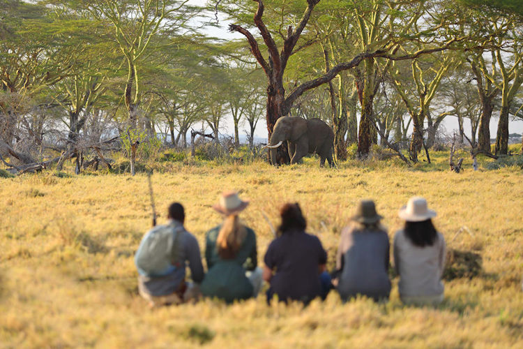 An African elephant strides gracefully across the vast Serengeti grasslands, with the majestic Mount Kilimanjaro rising in the distance, embodying the essence of a Serengeti safari and its stunning landscapes. This scene captures the beauty of the African wilderness, showcasing the diverse wildlife that thrives in this UNESCO World Heritage site.