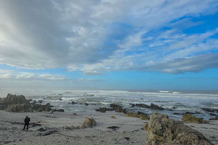 Whale watching in Hermanus, one of the top 10 day trips in Cape Town