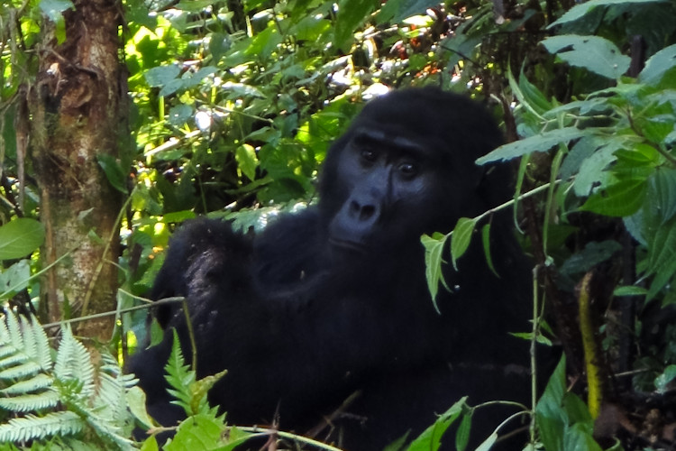 uganda-safaris-3.jpg A view of Uganda's unique attractions, including lakes, waterfalls and mountain ranges