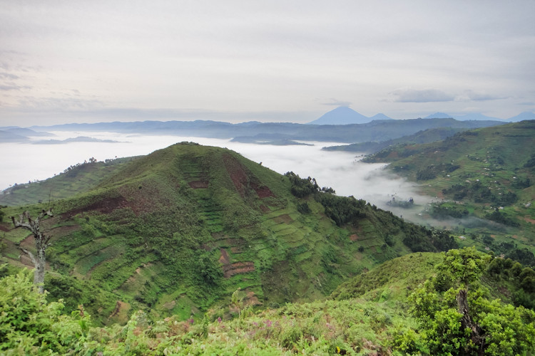 uganda-safaris-5.jpg A view of Uganda's national parks with lush green vegetation and diverse wildlife