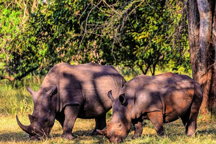 White rhino Ziwa Rhino Sanctuary Uganda conservation trekking $45 guided tour