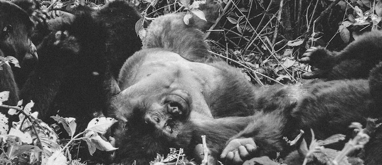Silverback mountain gorilla Uganda Bwindi Ruhondeza buried Buhoma 50 years old 2012 monument planned